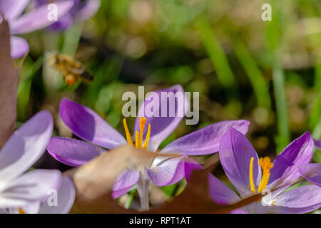 Bienen bestäuben Krokusse. In der Nähe von blühenden Krokusse Blumen an einem sonnigen Tag. Ansicht der Krokusse auf einer Wiese im Frühling. . Wachsende Crocus. Stockfoto