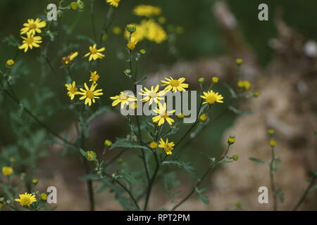 Senecio aquaticus (Marsh Ragwort) Stockfoto