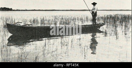 . Das Krokodil und seine Verbündeten. Alligatoren. "Abb. 3. ALLIGATOR JOE IN DIE EVERGLADES. (Aus einem Foto vom Autor.). Bitte beachten Sie, dass diese Bilder sind von der gescannten Seite Bilder, die digital für die Lesbarkeit verbessert haben mögen - Färbung und Aussehen dieser Abbildungen können nicht perfekt dem Original ähneln. extrahiert. Reese, A. M. (Albert Moore), b. 1872. New York, London, G. S. Putnam's Sons Stockfoto