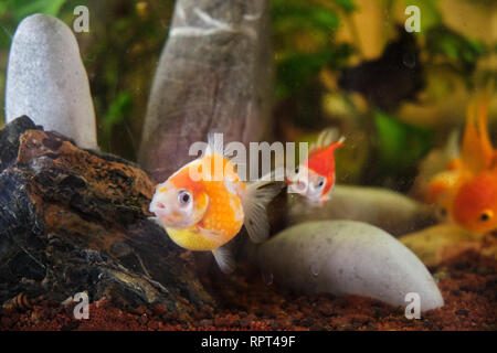 Oranda Goldfisch ist am beliebtesten Zierfische Stockfoto