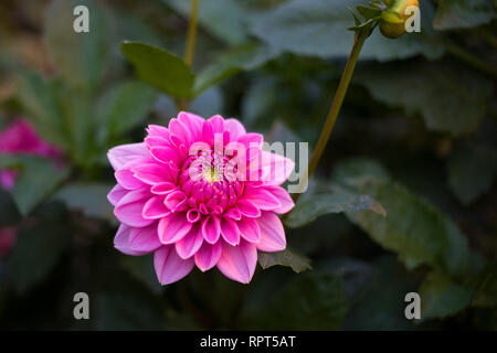 Schöne rosa Dahlie ist seit den späten Sommer zu blühen Stockfoto