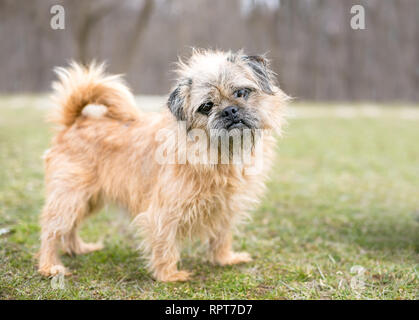 Eine Brüsseler Griffon/Mops Mischling hund Hören mit einem Kopf neigen Stockfoto