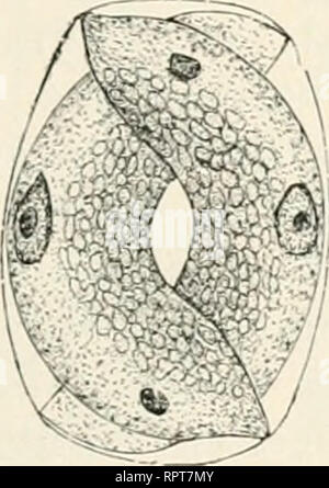 . Allgemeine Biologie. Biologie; Zellen. Abb. 303.. Bitte beachten Sie, dass diese Bilder sind von der gescannten Seite Bilder, die digital für die Lesbarkeit verbessert haben mögen - Färbung und Aussehen dieser Abbildungen können nicht perfekt dem Original ähneln. extrahiert. Hertwig, Oscar, 1849-1922. Jena, Fischer G. Stockfoto