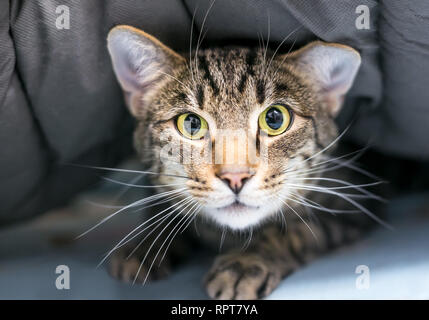 Ein zaghafter inländischen Kurzhaar tabby Katze versteckt sich unter einer Decke Stockfoto