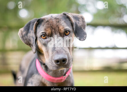 Ein merle Catahoula Leopard Dog gemischte Rasse Hund draußen trägt ein rotes Halsband Stockfoto