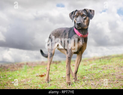 Ein merle Catahoula Leopard Dog gemischte Rasse Hund draußen trägt ein rotes Halsband Stockfoto