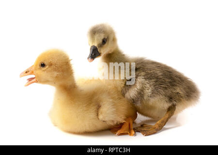 Zwei kleine Gosling isoliert auf weißem Hintergrund Stockfoto