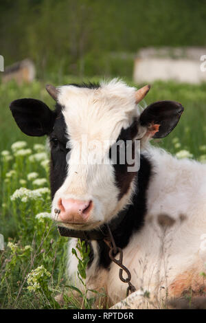 Jungstier Beweidung auf einer Wiese im Dorf Stockfoto