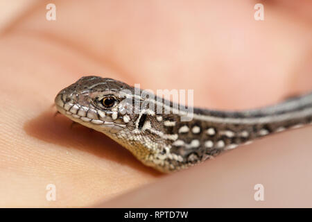 Herpetologe Hand juvenile Balkan wand Eidechse. Podarcis tauricus Stockfoto