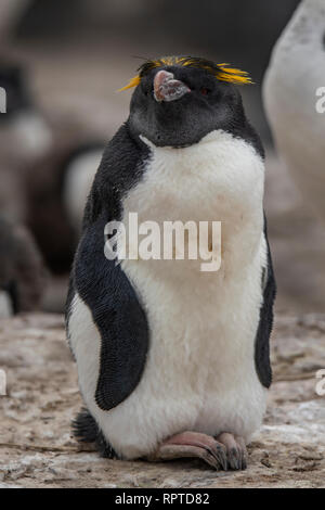 Macaroni Penguin Eudyptes chrysolophus, Falkland Inseln Stockfoto