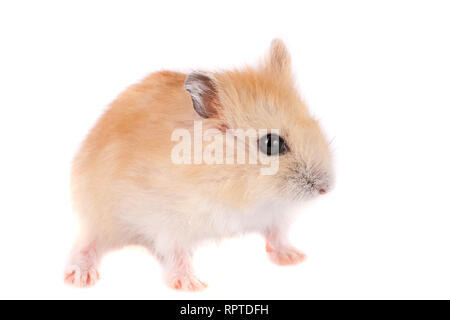 Kleine lustige Hamster auf weißem Hintergrund Stockfoto