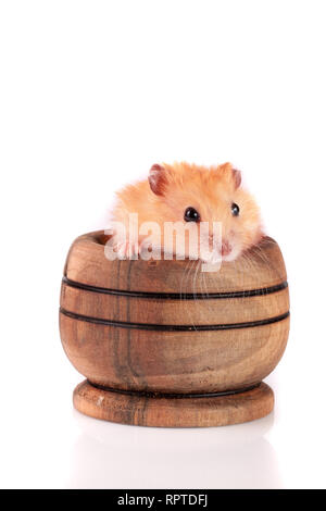 Kleine lustige Hamster in eine hölzerne Schüssel auf weißem Hintergrund Stockfoto