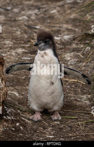 Rockhopper Penguin Küken, Eudyptes chrysocome, Falkland Inseln Stockfoto