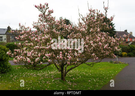 Magnolia x soulangeana Baum in voller Frühling Blumen Stockfoto