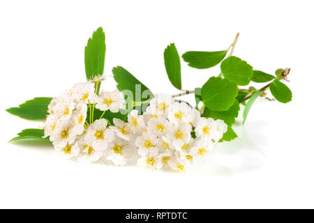 Blumen von Spirea aguta oder Bräute Kranz auf weißem Hintergrund schließen isoliert - oben Stockfoto