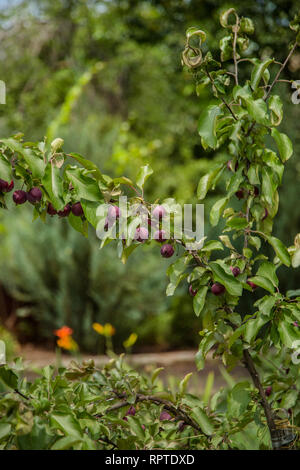 Kleine wilde Lab Äpfel. Crabapples sind beliebt als kompakte Ziergehölze, die Blüte im Frühjahr und bunten Obst im Herbst. Stockfoto