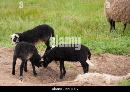 Junge schwarze Lämmer auf der Weide kämpfen Stockfoto