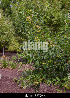 Kleine wilde Lab Äpfel. Crabapples sind beliebt als kompakte Ziergehölze, die Blüte im Frühjahr und bunten Obst im Herbst. Stockfoto