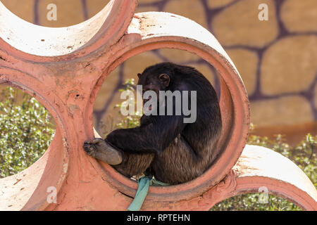 Schimpanse gefangen und langweilig Stockfoto