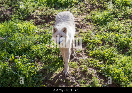 White Wolf oder arktischen Wolf ganz nah in der Natur Stockfoto