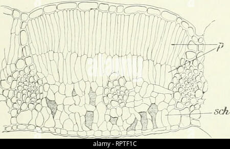 . Allgemeine Biologie. Biologie; Zellen. Abb. 379.. Bitte beachten Sie, dass diese Bilder sind von der gescannten Seite Bilder, die digital für die Lesbarkeit verbessert haben mögen - Färbung und Aussehen dieser Abbildungen können nicht perfekt dem Original ähneln. extrahiert. Hertwig, Oscar, 1849-1922. Jena G. Fischer Stockfoto