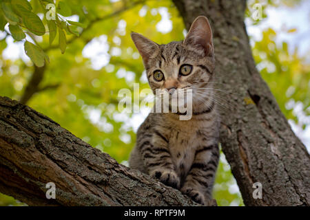 Ein tabby Kätzchen spielt in einem Baum, der vorgibt zu jagen und Beobachten für alles verschieben Stockfoto