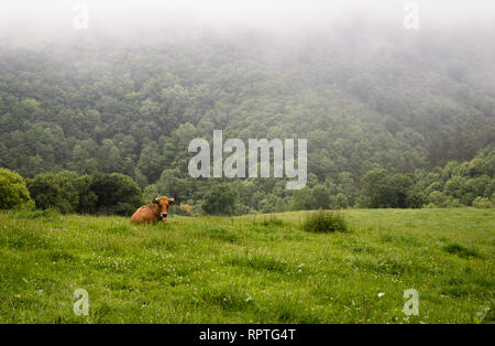 Ein einzelnes rind kuh in das grüne Gras auf der Farm. Ponga, Asturien, Spanien, Europa. Stockfoto