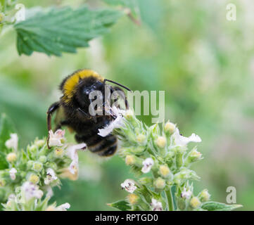 Hummel auf einer Blume im Garten Stockfoto