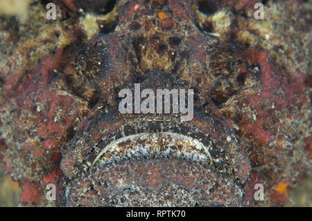 Reef Steinfisch Synanceia verrucosa, Laha, Tauchplatz, Ambon, Molluccas, Banda See, Indonesien, Indischer Ozean Stockfoto