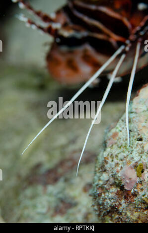 Spotfin Lionfish, Pterois antennata, Stacheln, Dewara Wall Tauchplatz, Dewara, in der Nähe der Insel Tanimbar, vergessene Inseln, Banda See, Indonesien Stockfoto