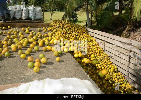 Sittee River Village, Stann Creek District, Belize - Februar 12, 2019: eine Last von frisch geernteten Zitrusfrüchte Orangen auf einen Lkw verladen wird, tak zu sein Stockfoto