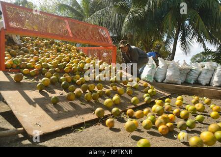 Sittee River Village, Stann Creek District, Belize - Februar 12, 2019: eine Last von frisch geernteten Zitrusfrüchte Orangen auf einen Lkw verladen wird, tak zu sein Stockfoto