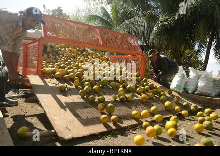 Sittee River Village, Stann Creek District, Belize - Februar 12, 2019: eine Last von frisch geernteten Zitrusfrüchte Orangen auf einen Lkw verladen wird, tak zu sein Stockfoto