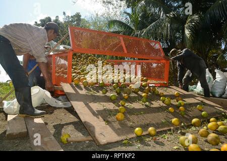 Sittee River Village, Stann Creek District, Belize - Februar 12, 2019: eine Last von frisch geernteten Zitrusfrüchte Orangen auf einen Lkw verladen wird, tak zu sein Stockfoto