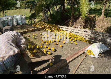 Sittee River Village, Stann Creek District, Belize - Februar 12, 2019: eine Last von frisch geernteten Zitrusfrüchte Orangen auf einen Lkw verladen wird, tak zu sein Stockfoto