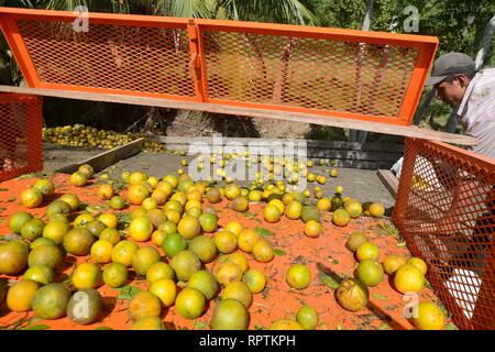 Sittee River Village, Stann Creek District, Belize - Februar 12, 2019: eine Last von frisch geernteten Zitrusfrüchte Orangen auf einen Lkw verladen wird, tak zu sein Stockfoto