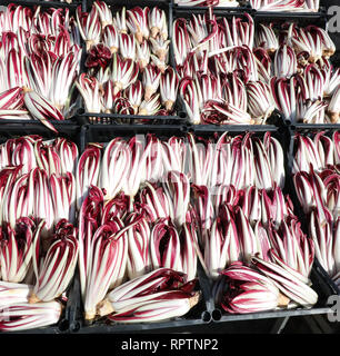 Rote radicchio RADICCHIO genannt TARDIVO zum Verkauf in Norditalien im Winter Stockfoto