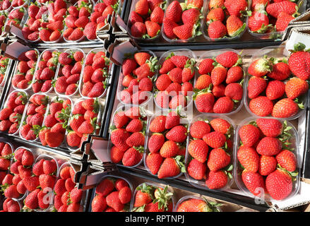 Fächer fof rote reife Erdbeeren zum Verkauf auf der Fruit Shop Stockfoto