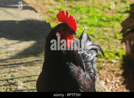 Porträt von einem Hahn. Eine Nahaufnahme, geschossen von einem Hahn Stockfoto