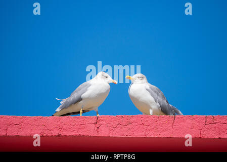 Zwei Möwen stehen auf Rot Steinmauer. Nazare, Portugal. Stockfoto