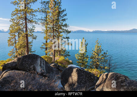 Jeffrey Pinien entlang des Lake Tahoe shore Line State Park, Lake Tahoe, Nevada, United States Stockfoto