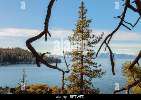 Jeffrey Pinien entlang des Lake Tahoe shore Line State Park, Lake Tahoe, Nevada, United States Stockfoto