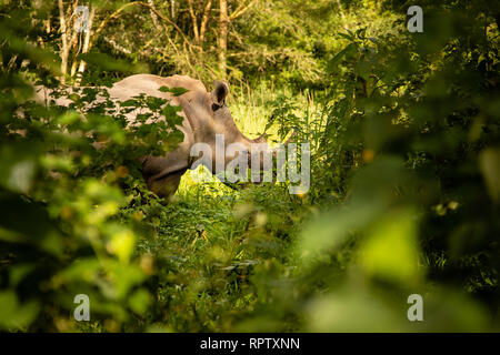Eine weiße Nashörner (Rhinocerotidae)) Beweidung in unter den Büschen an Ziwa Rhino Sanctuary in Uganda Stockfoto