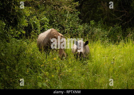 Zwei weiße Nashörner (Rhinocerotidae)) eine Mutter und ein Kalb, Beweidung in zwischen den langen Gras an Ziwa Rhino Sanctuary in Uganda Stockfoto