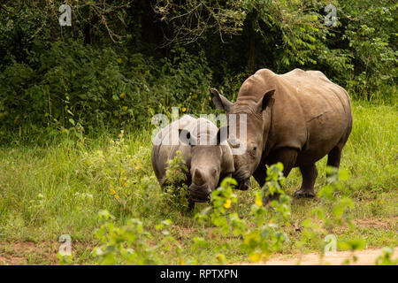 Zwei weiße Nashörner (Rhinocerotidae)) eine Mutter und ein Kalb, Beweidung in zwischen den langen Gras an Ziwa Rhino Sanctuary in Uganda Stockfoto