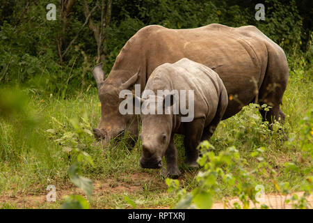 Zwei weiße Nashörner (Rhinocerotidae)) Beweidung und Blick in die Kamera bei Ziwa Rhino Sanctuary in Uganda Stockfoto