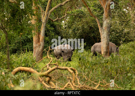 Drei weiße Nashörner (Rhinocerotidae)) Beweidung in unter den Bäumen am Ziwa Rhino Sanctuary in Uganda Stockfoto