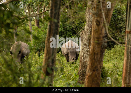 Zwei weiße Nashörner (Rhinocerotidae)) Beweidung in unter den Bäumen am Ziwa Rhino Sanctuary in Uganda Stockfoto