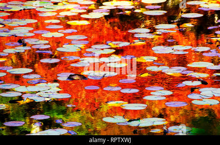 Herbstfarben im Lotus Teich im Weltkulturerbe Gärten der Tenryu-ji-Tempel in Kyoto, Japan. Stockfoto