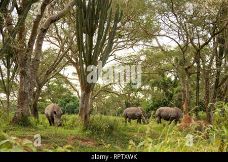 Drei weiße Nashörner (Rhinocerotidae)) Beweidung in unter den kandelaber Bäume an Ziwa Rhino Sanctuary in Uganda Stockfoto